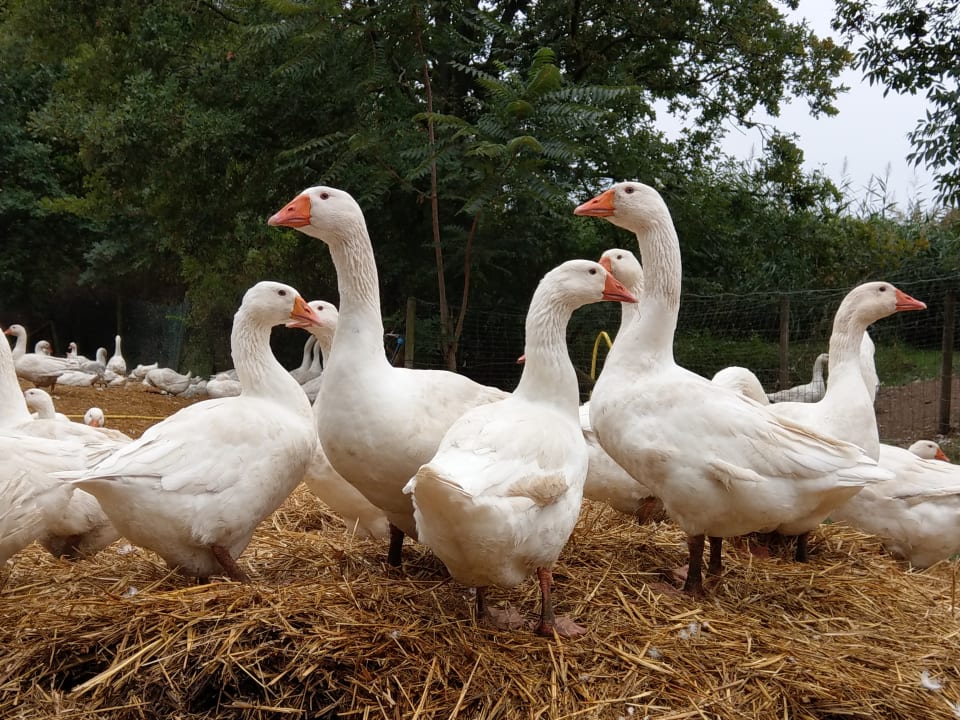 Sonstiges Hotel VILA VITA Pannonia