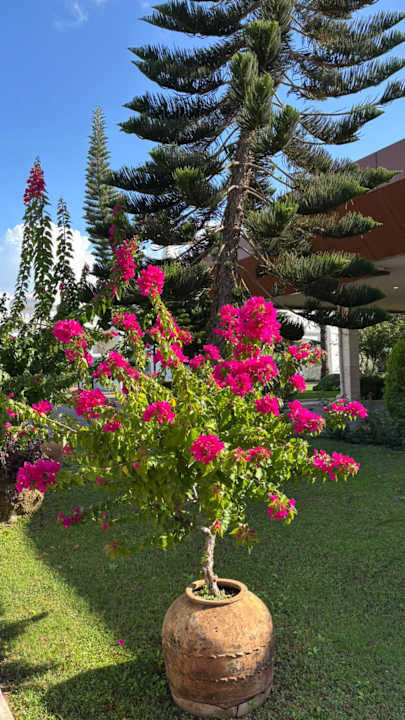 Gartenanlage Kamelya Aishen Club