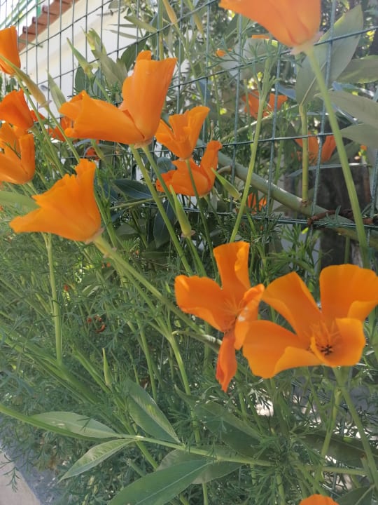 Garten Hotel Paradiso Terme Resort & SPA