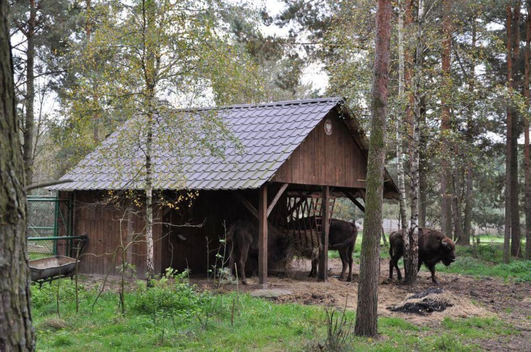 Ostoja żubrów Dworek nad Łąkami Kiermusy