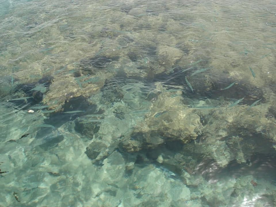 Hausriff Pickalbatros Aqua Park Resort - Hurghada