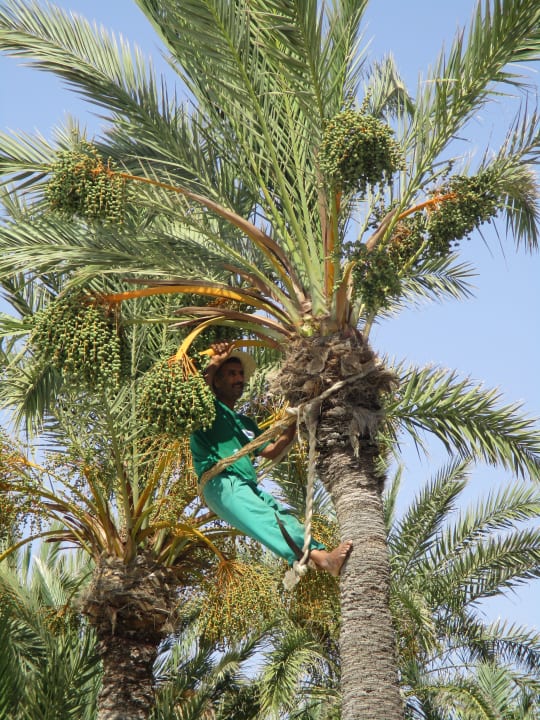 Gartenanlage Zita Beach Resort