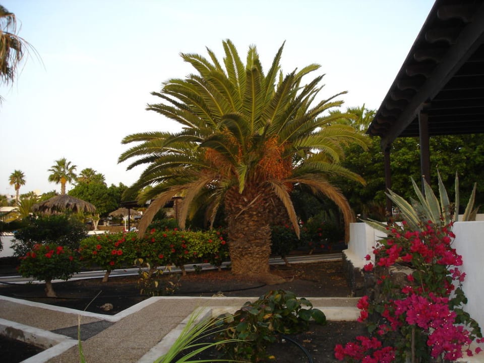 Gartenanlage Bungalows Playa Limones