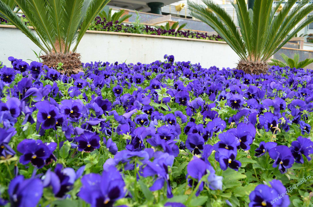 Delphin Imperial Hotel Delphin Imperial