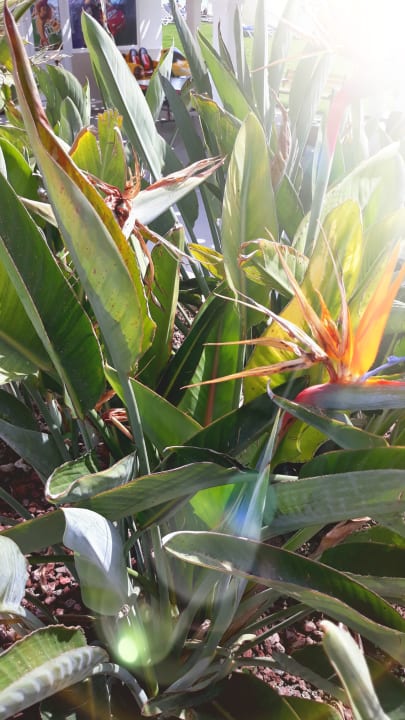 Gartenanlage Labranda Alantur Resort