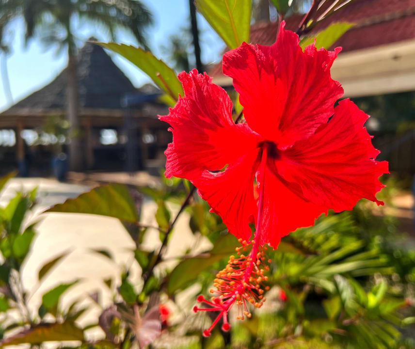 Gartenanlage TUI Blue Bahari Zanzibar