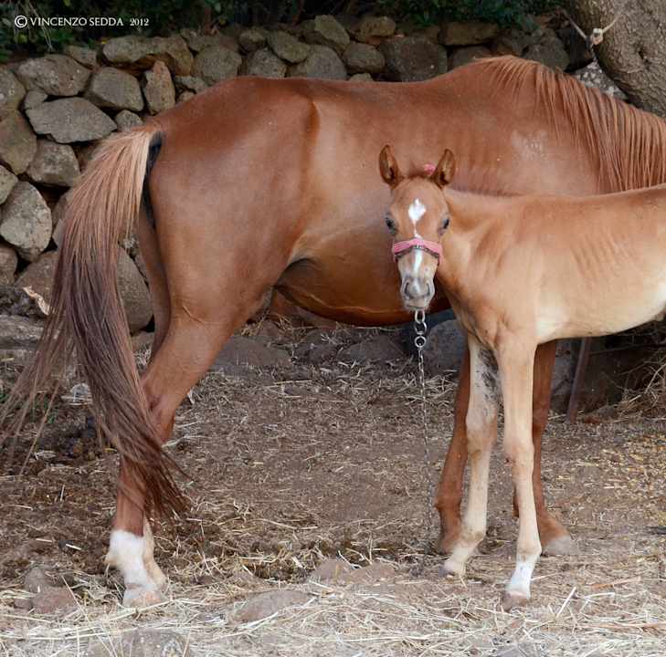 Cavalli Agriturismo S' Ozzastru