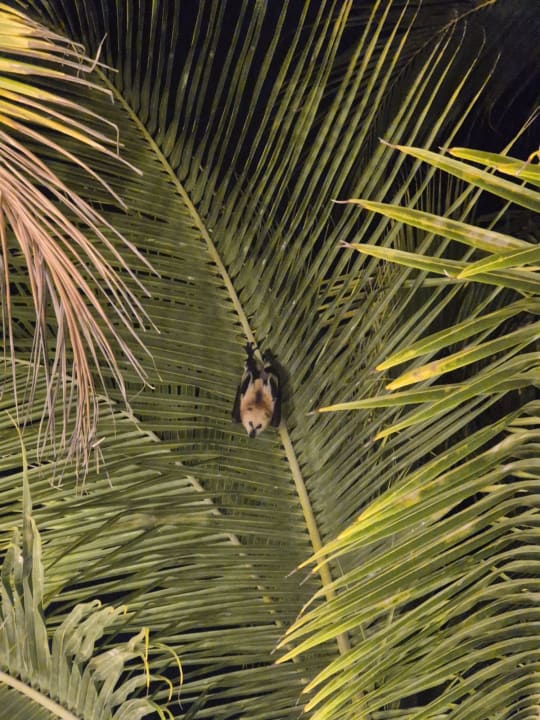 Gartenanlage Lagoon Attitude - Adults only