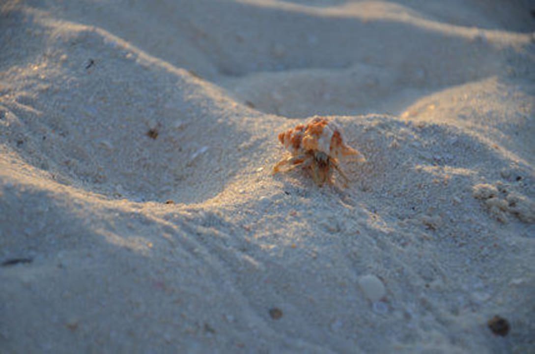 Strandbewohner Adaaran Select Meedhupparu Island Resort - Premium All Inclusive