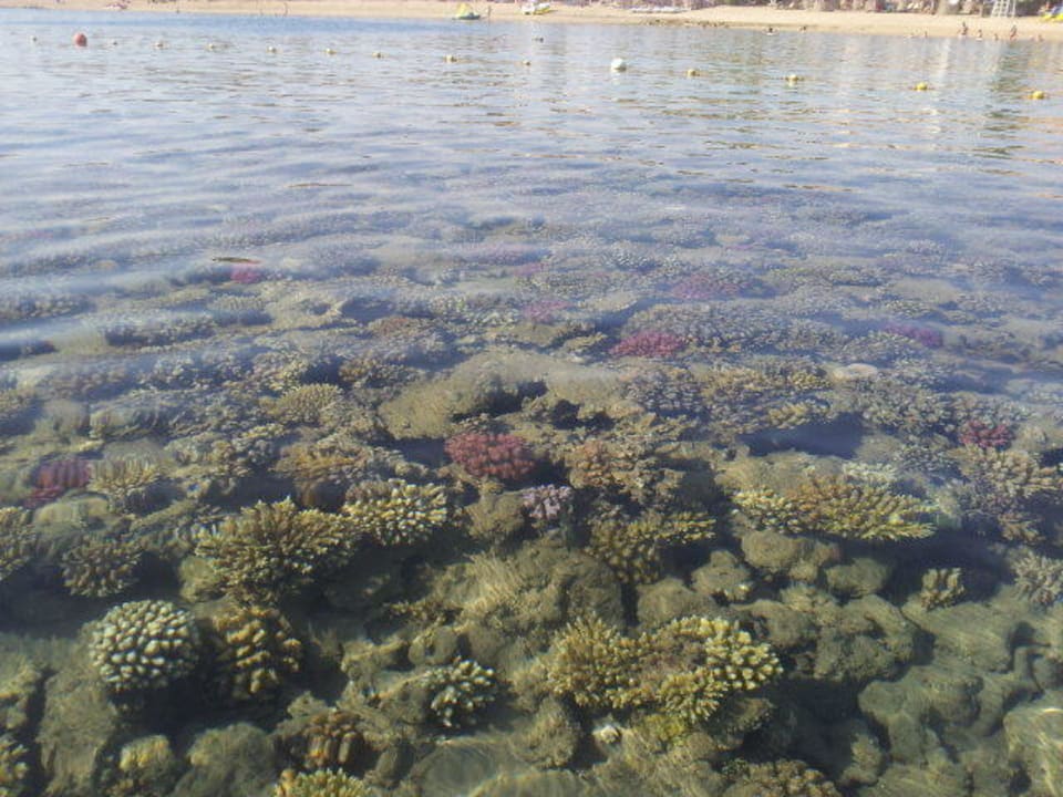 Korallenriff von oben Hotel JAZ Makadi Star & Spa