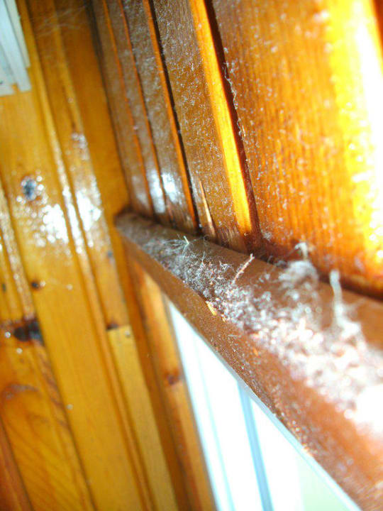 Staub und Dreck Sayanora Hotel