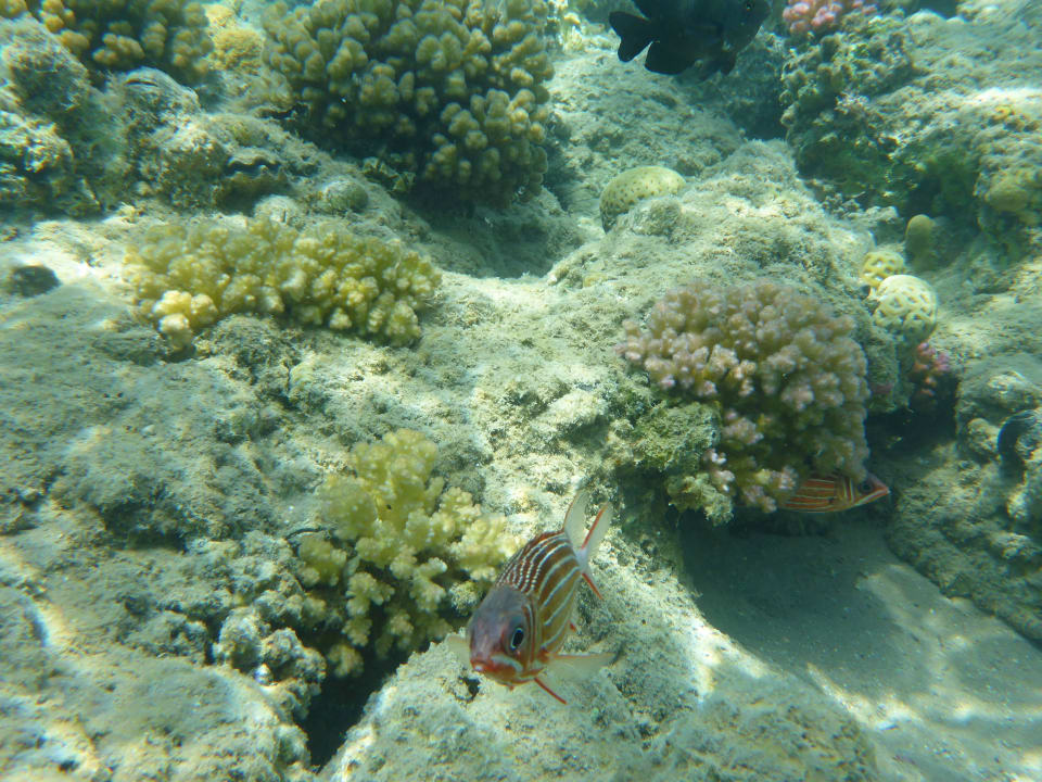 Schnorcheln am Hotel Beach Albatros Resort