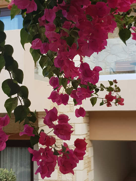 Gartenanlage Cactus Royal