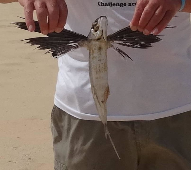 Fliegender Fisch Hotel Riu Funana