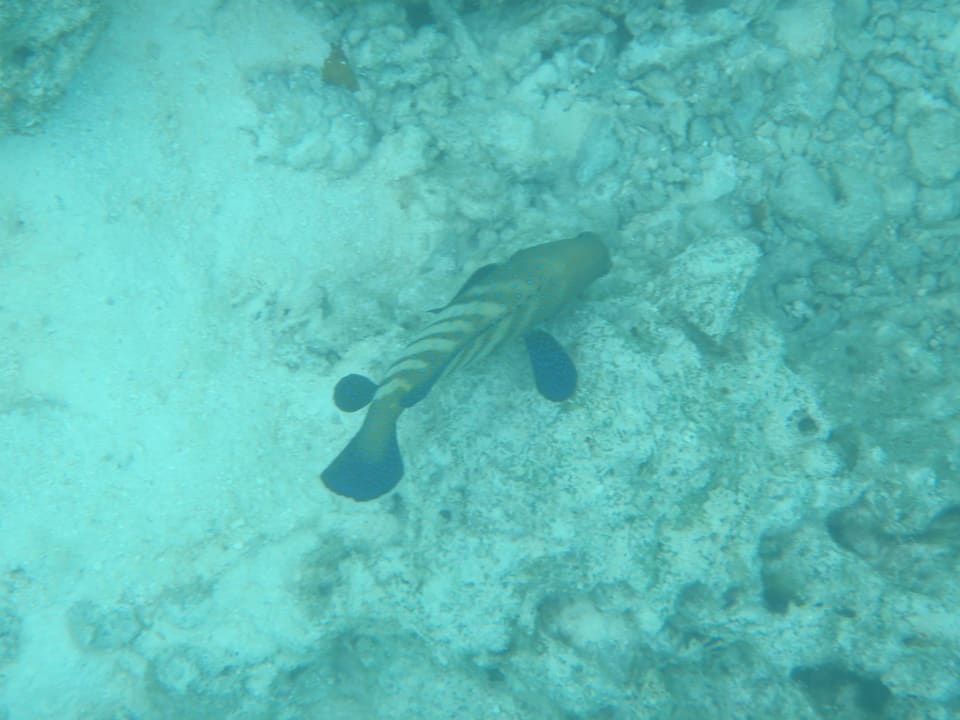 Unterwasserwelt Cinnamon Dhonveli Maldives
