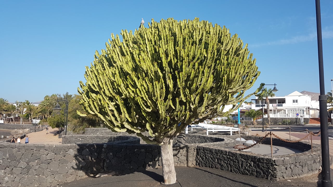 Strand Hotel Floresta