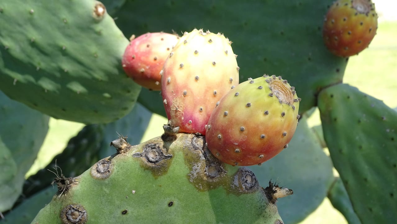Diese Früchte schmecken hervorragend Porto Bello Beach