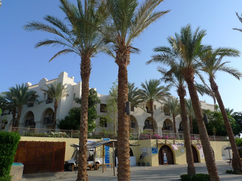Tauchbasis Pickalbatros Palace Hotel-Port Ghalib