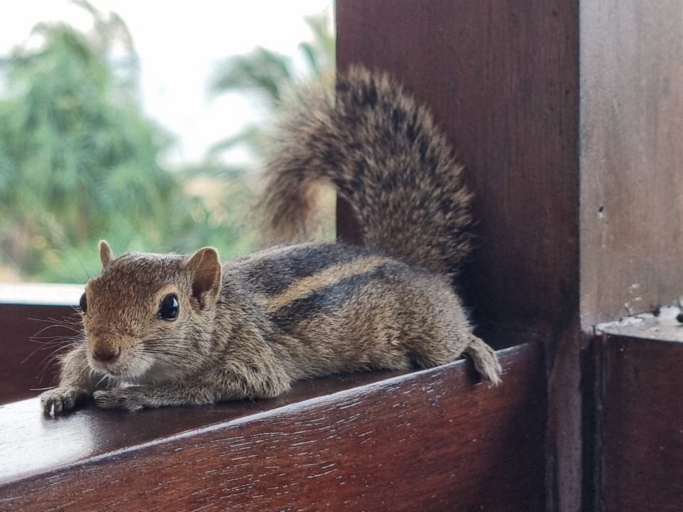 Zimmer Goldi Sands Hotel