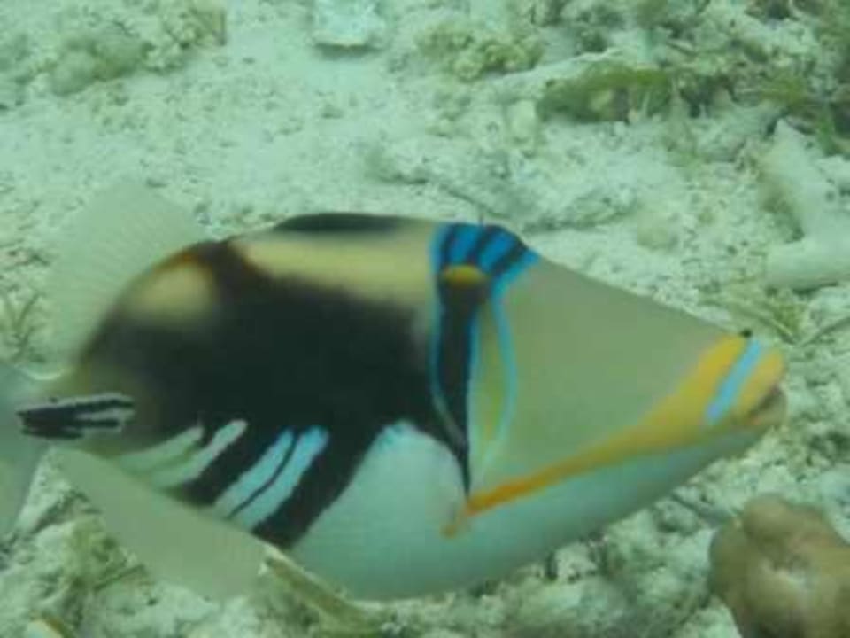 Meeru Meeru Maldives Resort Island