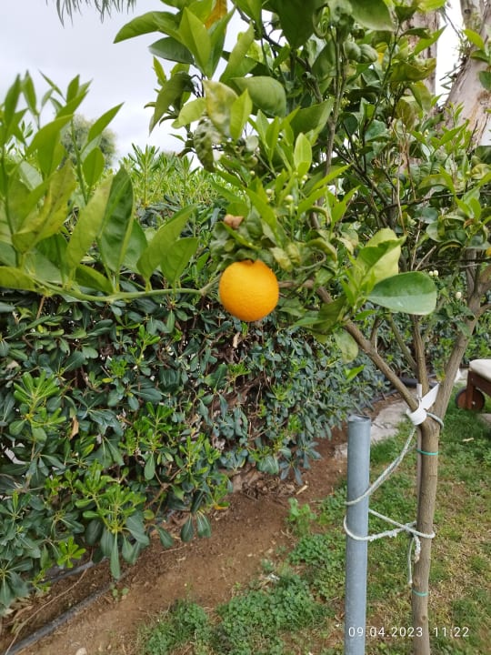 Gartenanlage Harmony Boutique Resort