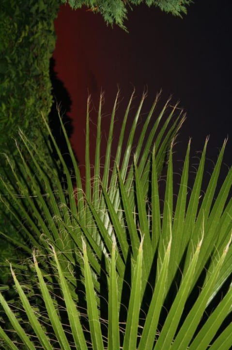 Garten Hotel Orfeus Park