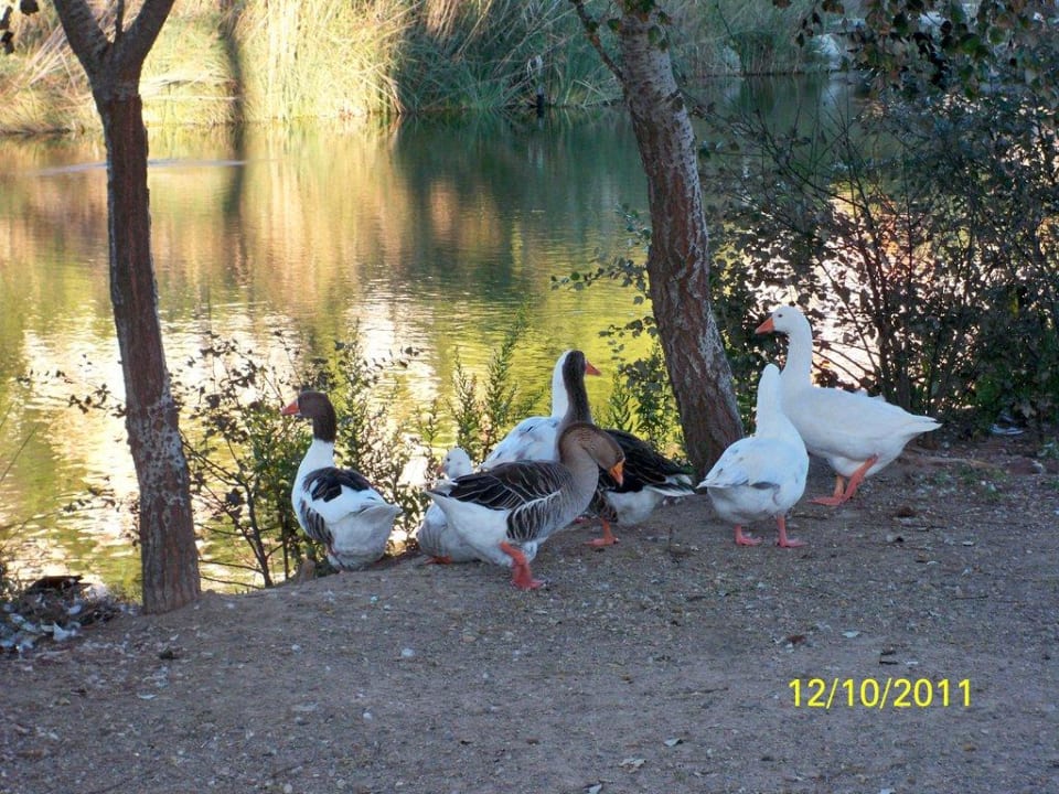 Naturschutz Canyamel Sun Aparthotel