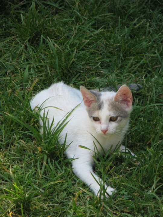 Die kleinen Freunde Anissa Beach & Village