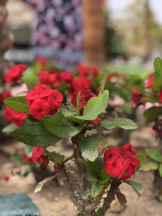 Sonstiges Desert Rose