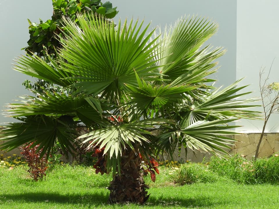 Gartenanlage Meliá Laguna Beach