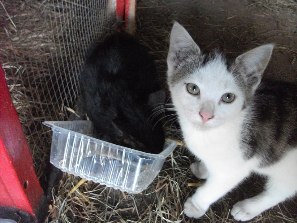 Sonstiges Wiesenberghof