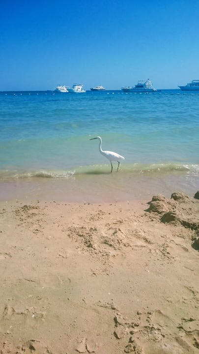 Strand Pickalbatros White Beach Resort - Hurghada
