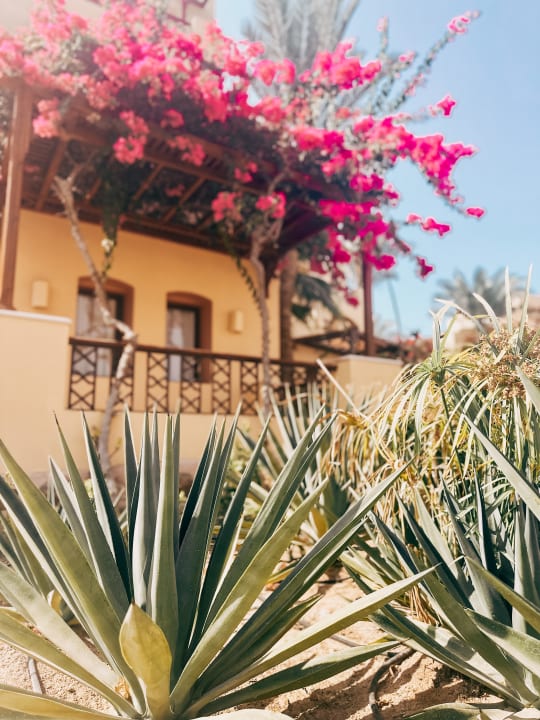 Gartenanlage Steigenberger Coraya Beach - Adults only