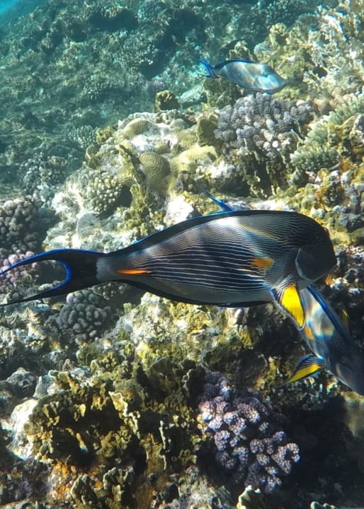 Sport & Freizeit  Serenity Alpha Beach