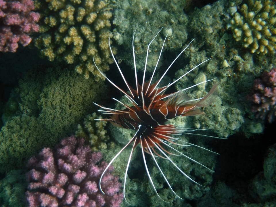 Strand Malikia Resort Abu Dabbab