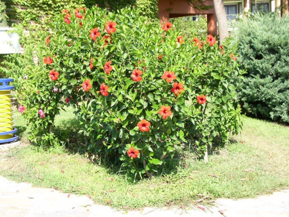 Gartenanlage Limak Limra Hotel & Resort