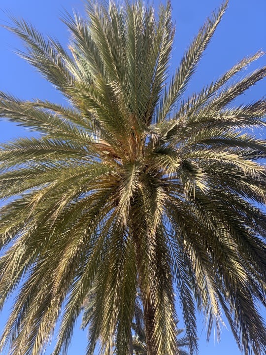 Gartenanlage Zita Beach Resort