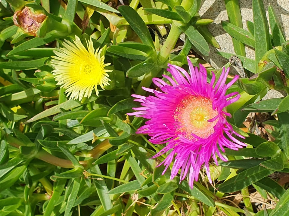 Gartenanlage Corali Hotel