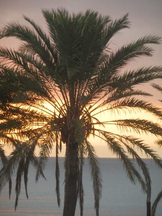 Hôtel H10 Las Palmeras - La Vue 2014 H10 Las Palmeras