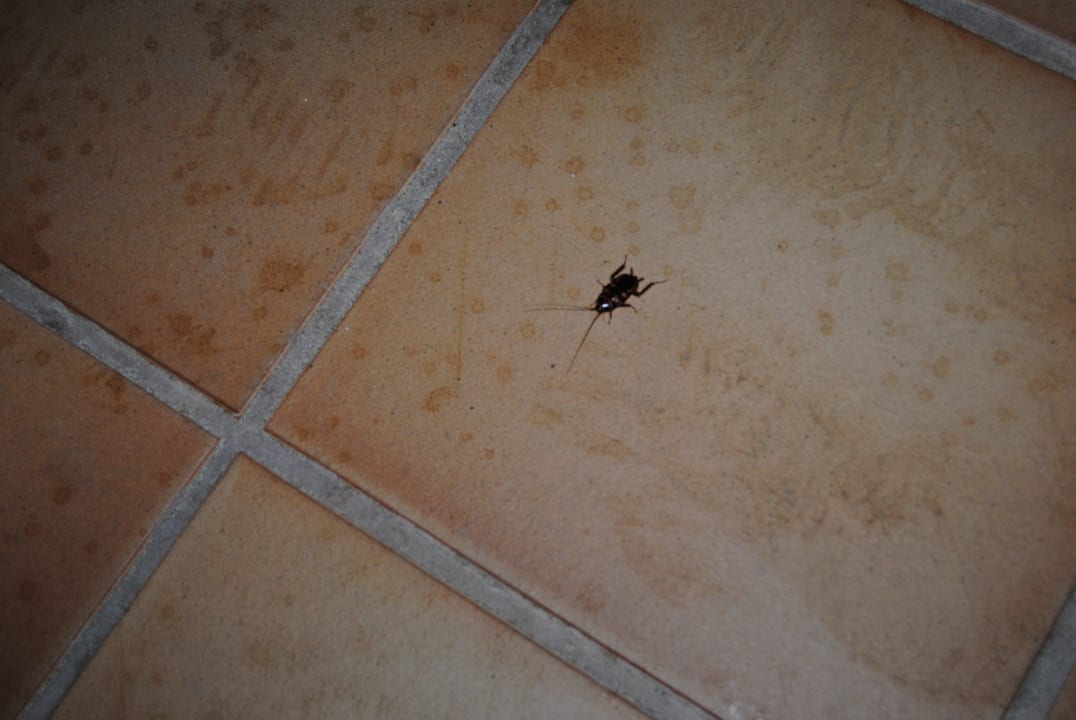 Kakerlarken kommen uns im Zimmer besuchen SBH Hotel Taro Beach