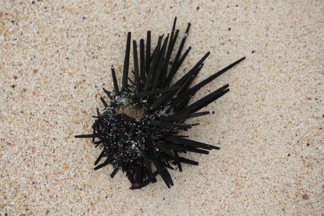 Seeigel Victoria Beachcomber Resort & Spa