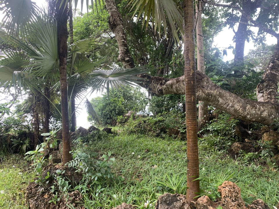 Gartenanlage Baobab Beach Resort & Spa