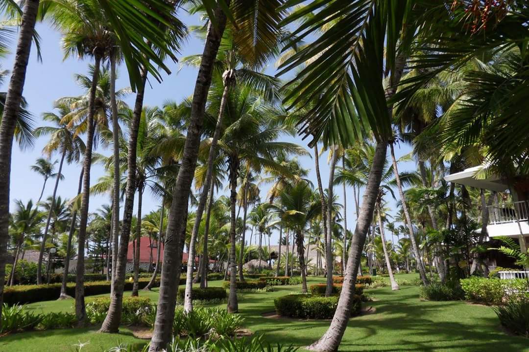 Gartenanlage Hotel Grand Palladium Palace Resort, Spa & Casino