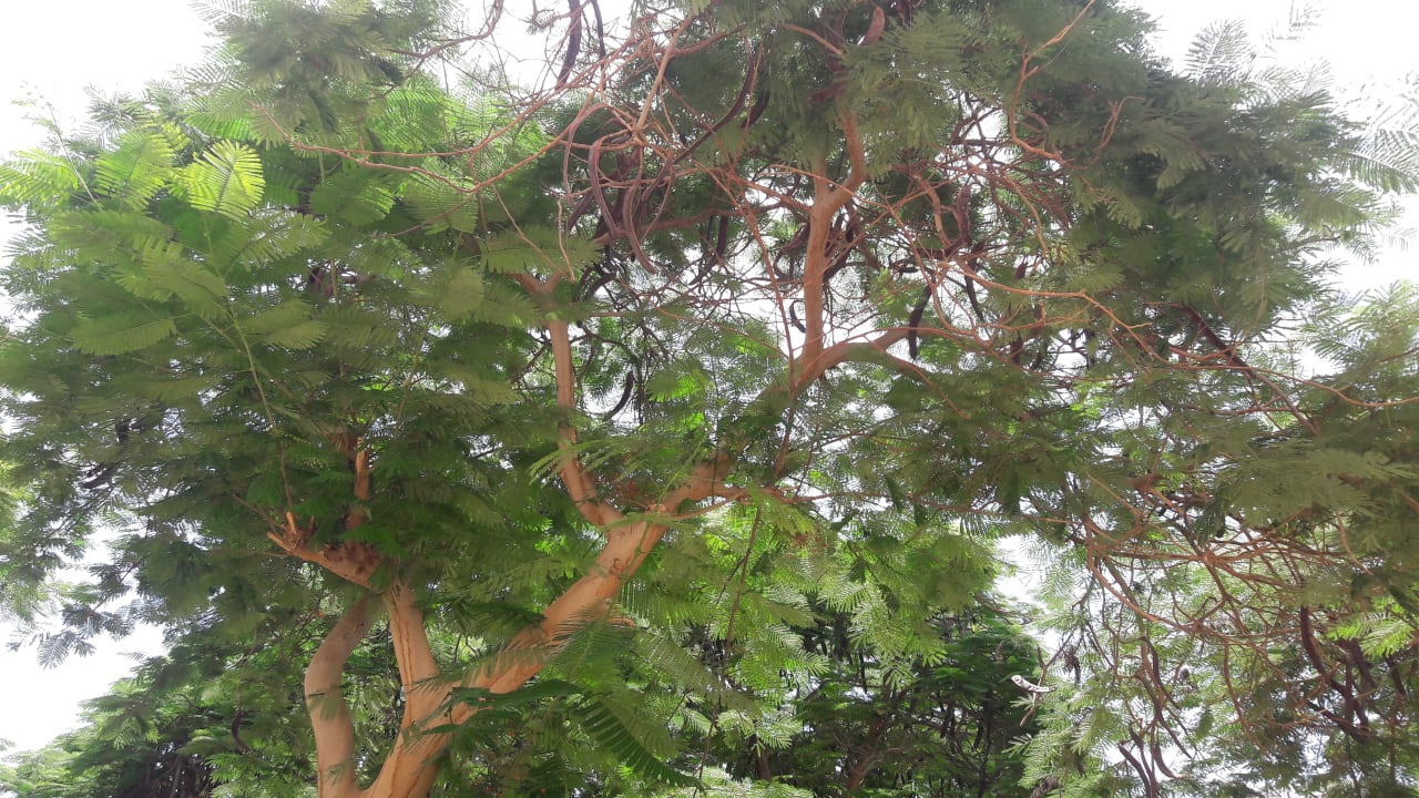 Außenansicht Pickalbatros Royal Grand Resort - Sharm El Sheikh