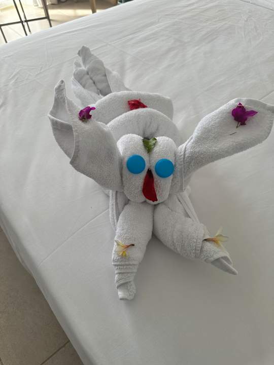 Zimmer JAZ Elite Asteria