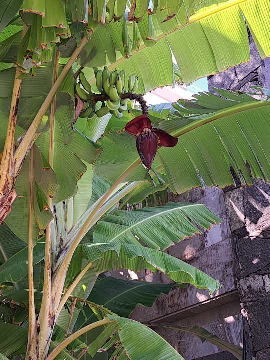 Gartenanlage Bull Costa Canaria & Spa - Adults only