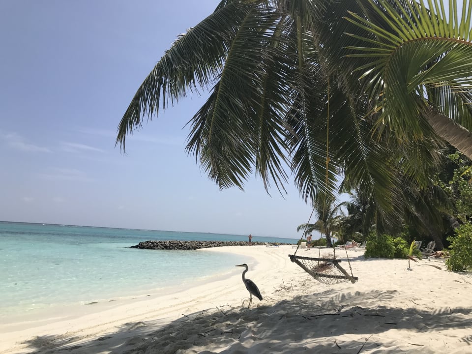 Strand Summer Island Maldives