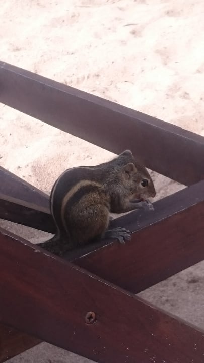 Streifenhörnchen sind stetige Begleiter Pandanus Beach Resort & Spa
