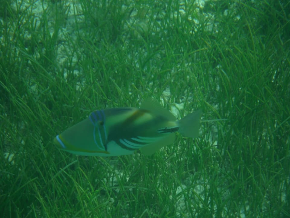 Strand Paradis Beachcomber Golf Resort & Spa