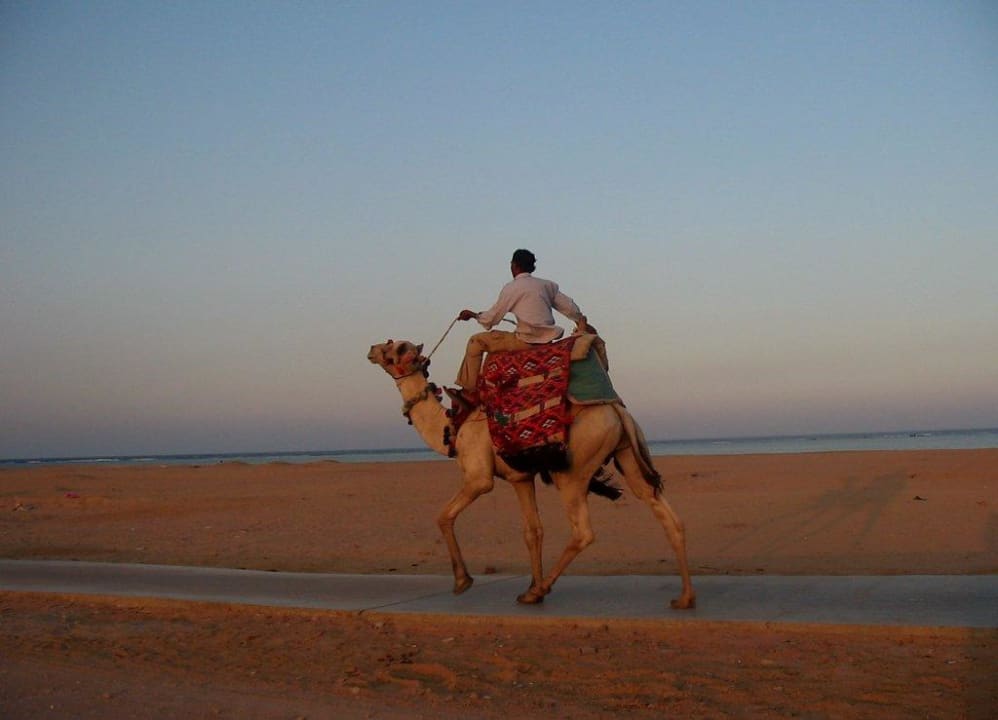 Bemerkenswert. Pickalbatros Royal Moderna Resort-Sharm El Sheikh